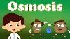 Osmosis Aumsum Kids Science Education Enfants